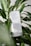 A box of skincare product labeled 'PLANTADEA' is positioned among lush, green tropical leaves. The product is described as a 'BIO BODY CREAM' intended for dry and delicate skin, containing 1% CBD. It is clinically and dermatologically tested, with text in both Italian and English highlighting these features.