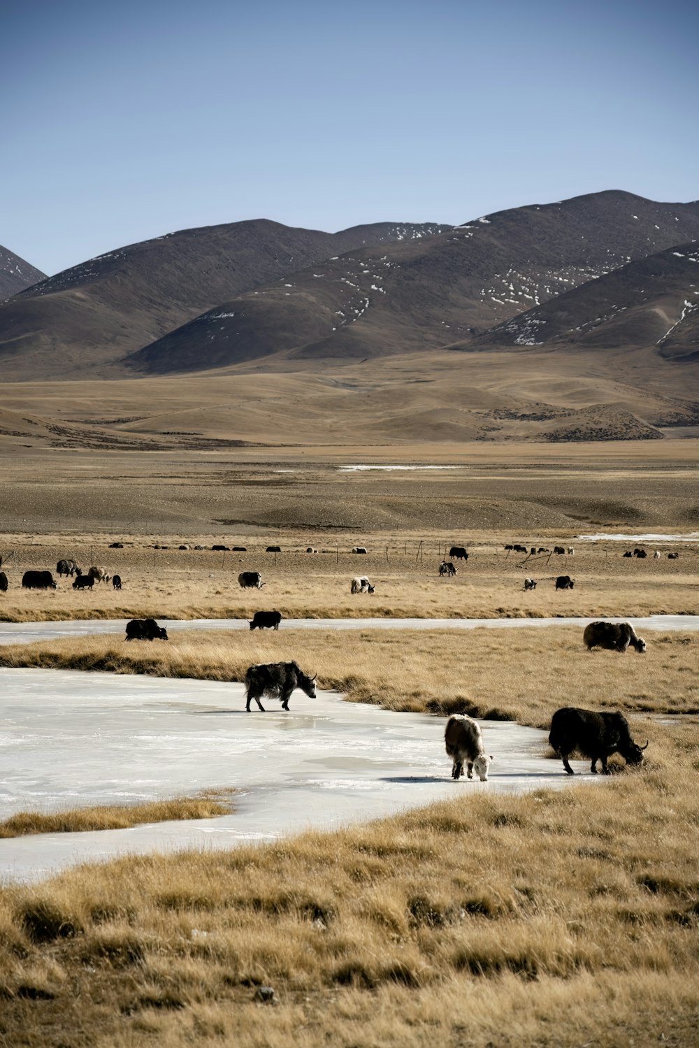 a herd of animals walking across a dry grass field