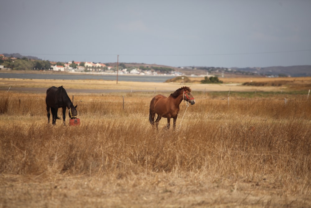 a couple of horses standing in a dry grass field