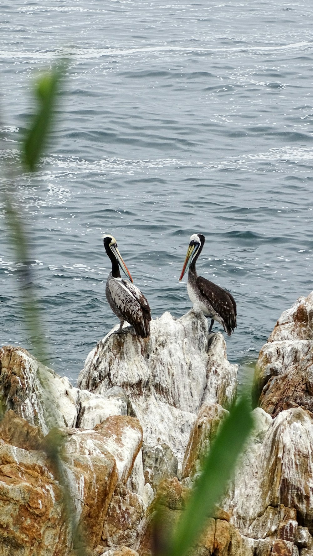 two pelicans are sitting on a rock by the water