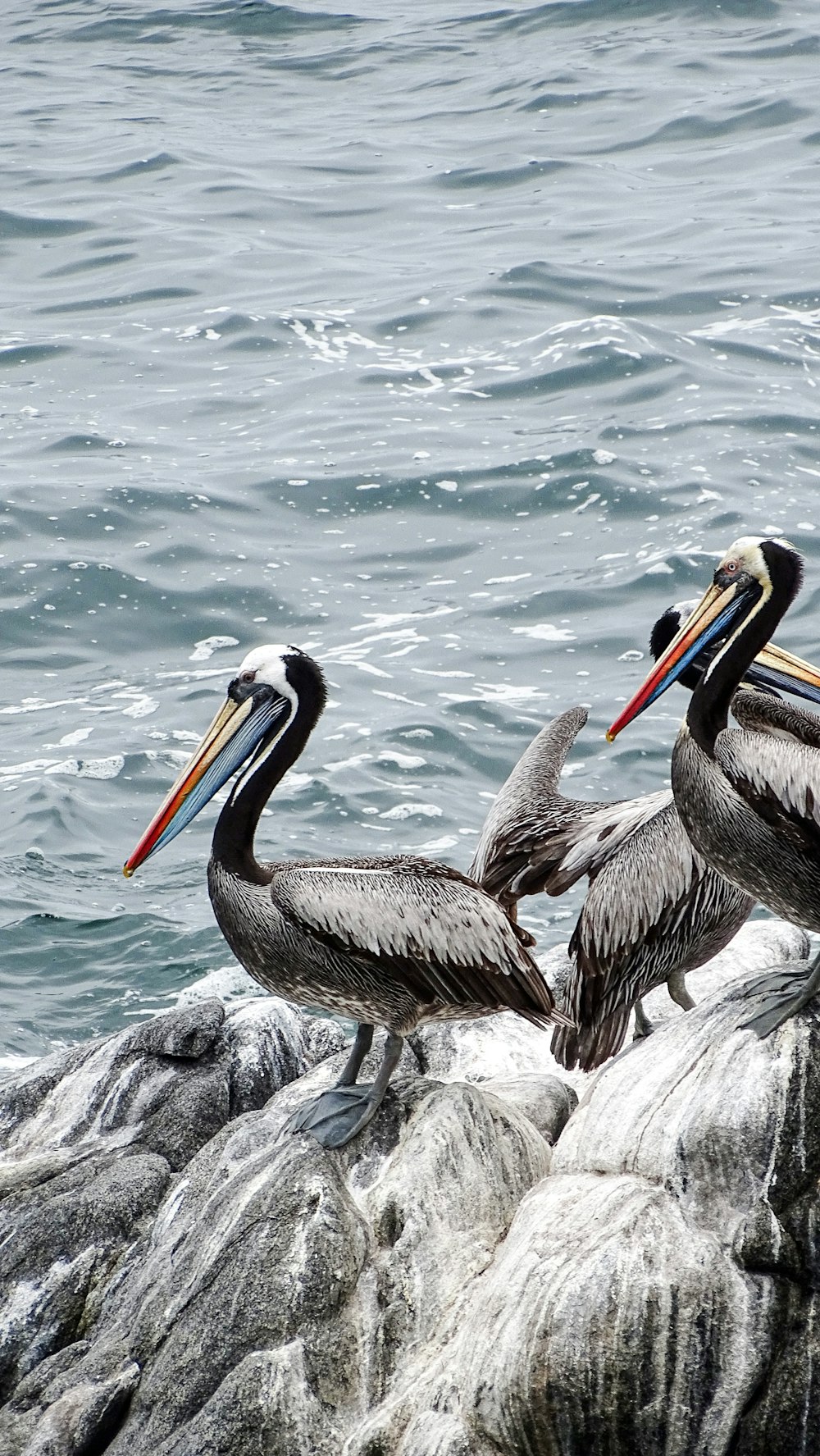 three pelicans sitting on a rock in the water