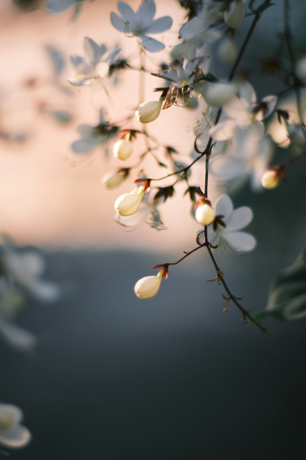 a bunch of white flowers hanging from a tree