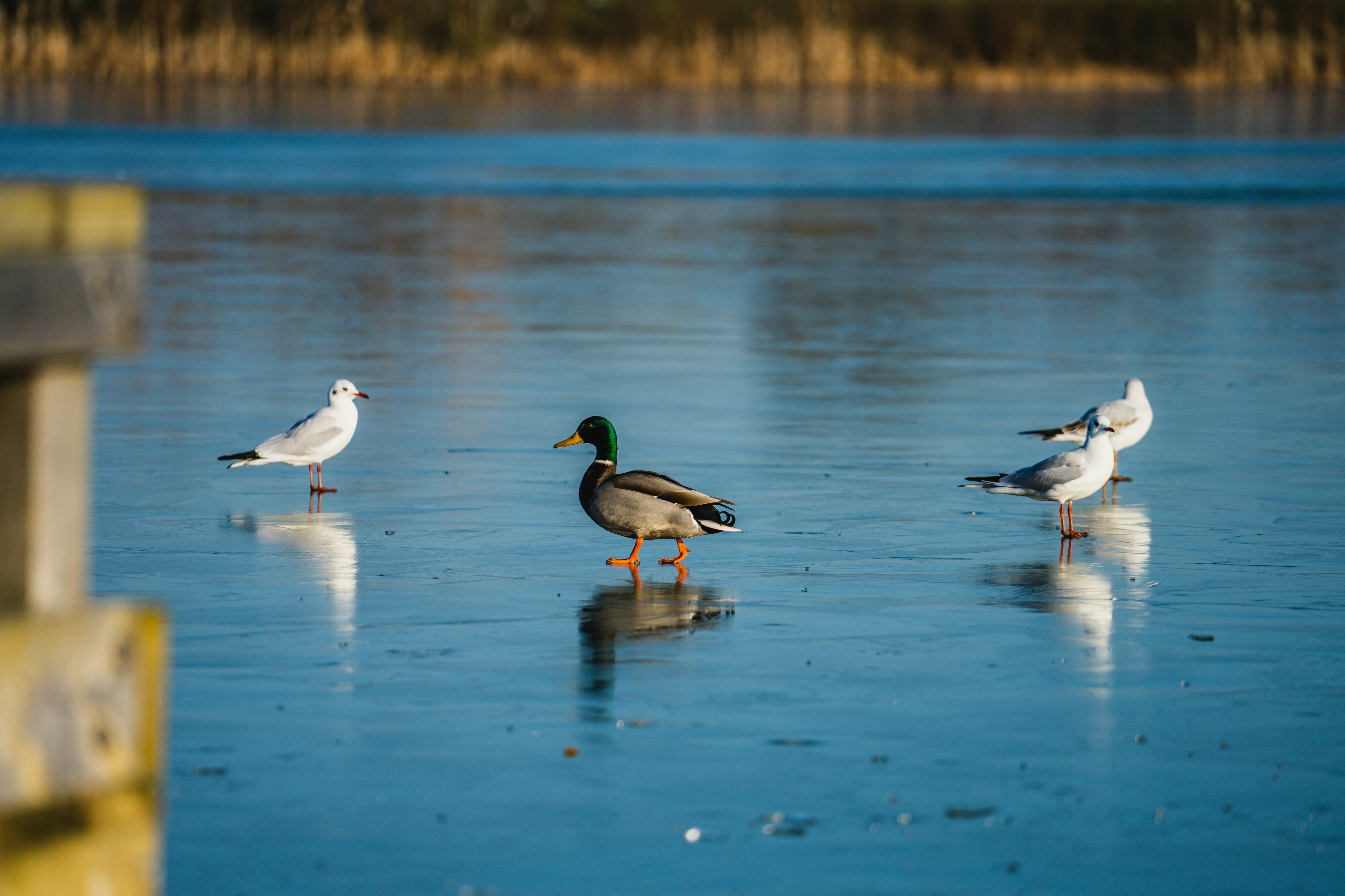 Photo by dixitdhinakaran