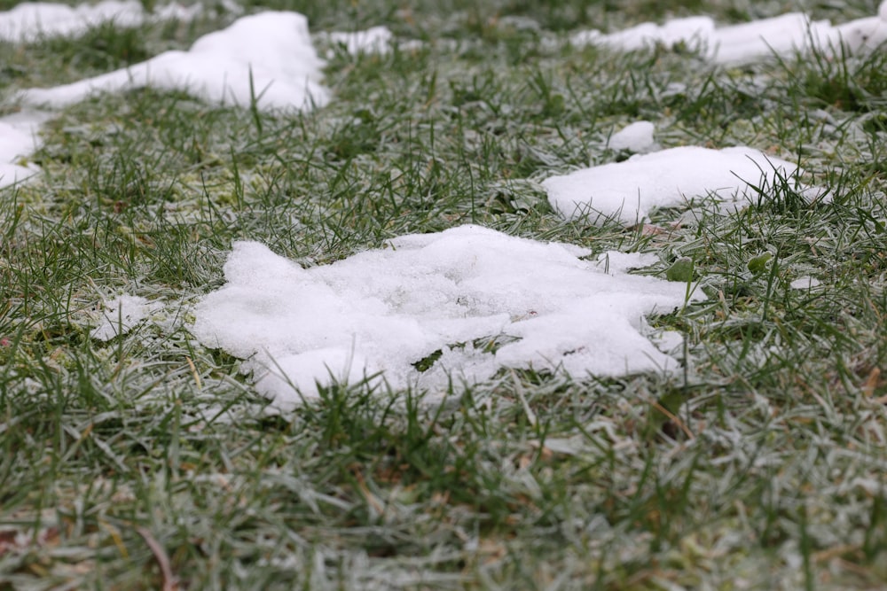 a patch of grass covered in ice and snow