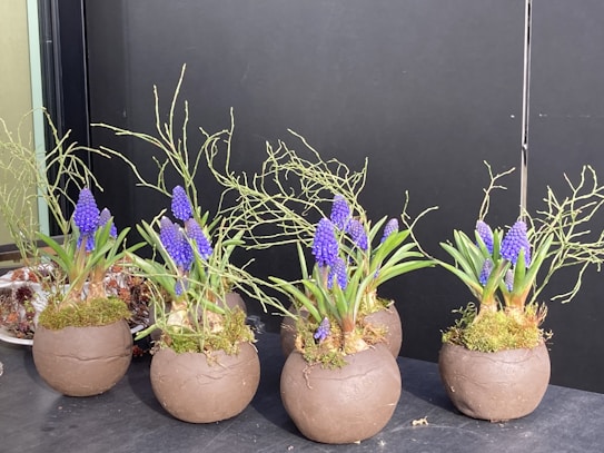 Several brown spherical pots contain vibrant purple flowers with green leaves. The pots are set against a dark background, and there is moss at the base of the plants. Delicate branches are intertwined among the flowers, creating an elegant arrangement.