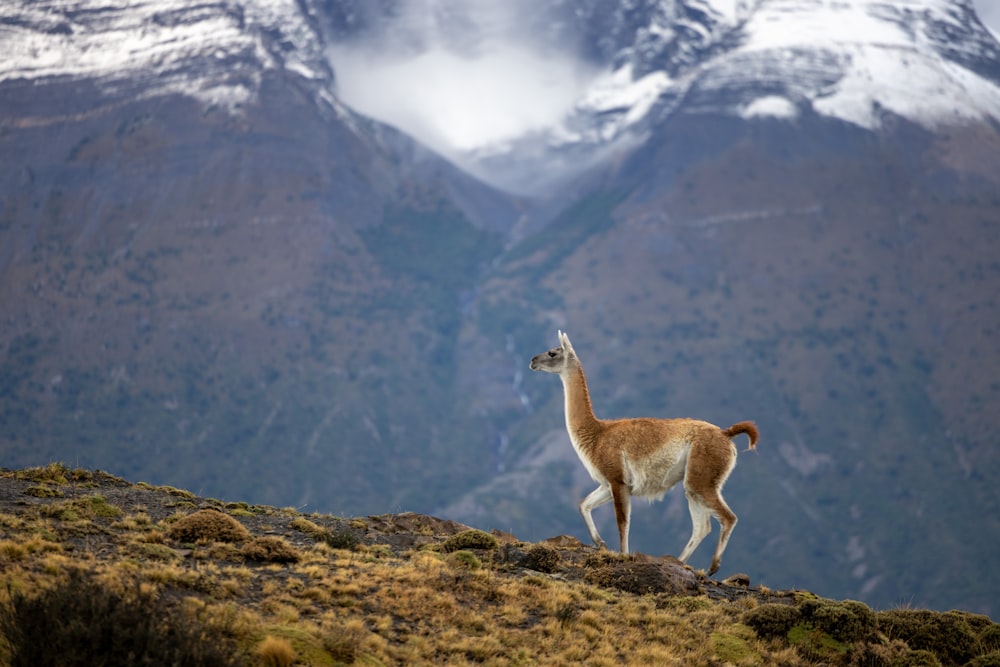 a llama standing on top of a grass covered hill