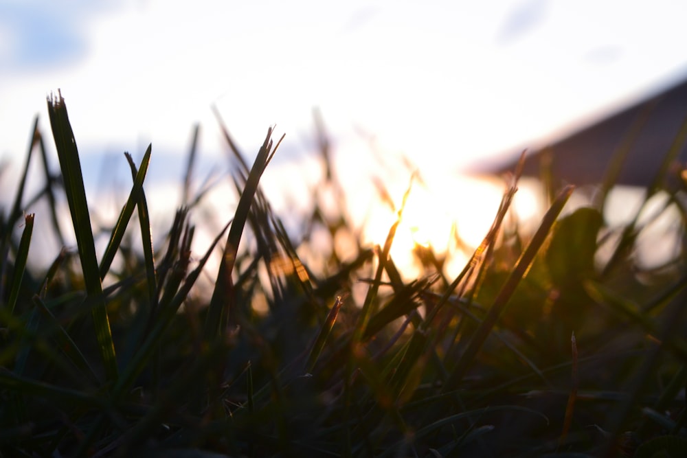 the sun is setting behind some grass