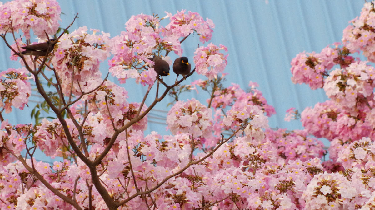 Tabebuia Pink Trumpet Tree Flowers India Bengaluru — PlantCare