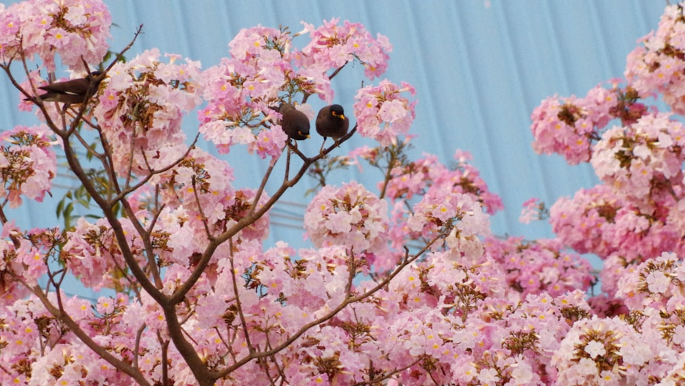 two birds perched on top of a tree with pink flowers