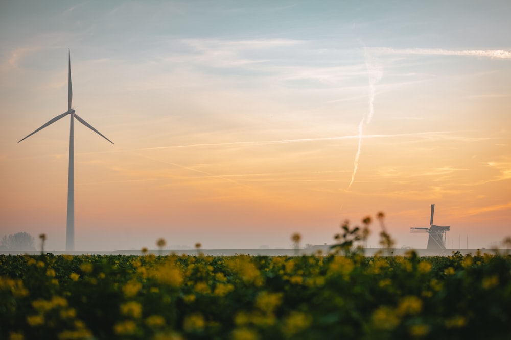 a field of yellow flowers with a windmill in the background