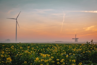 a field of yellow flowers with windmills in the background