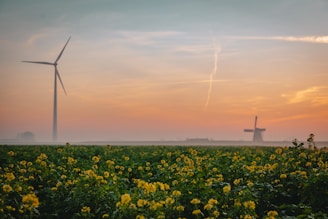 a field of yellow flowers with windmills in the background