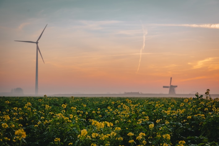 a field of yellow flowers with windmills in the background