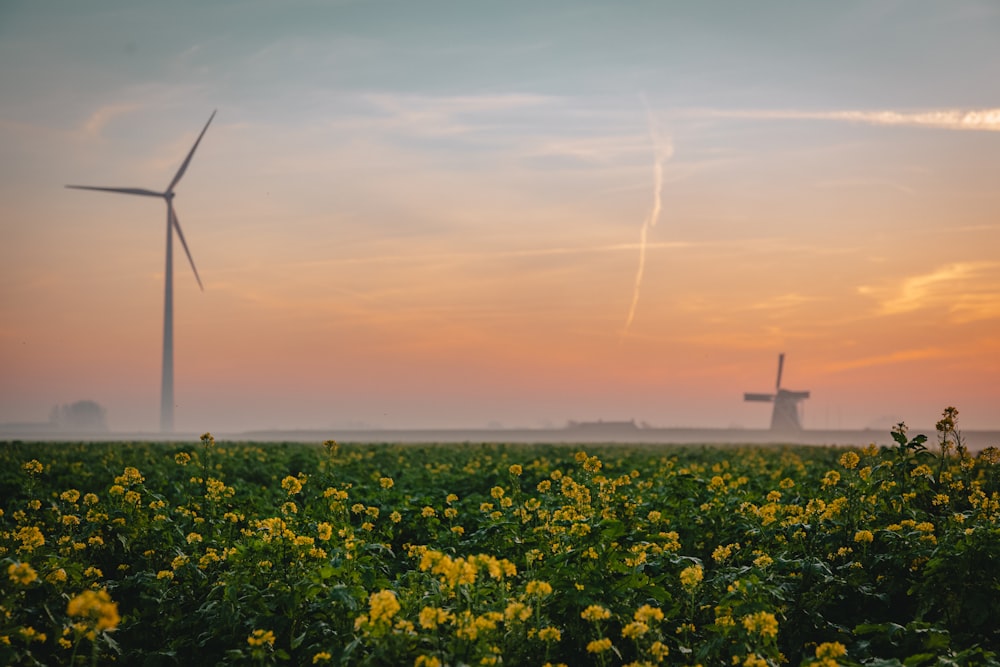 Ein gelbes Blumenfeld mit Windmühlen im Hintergrund