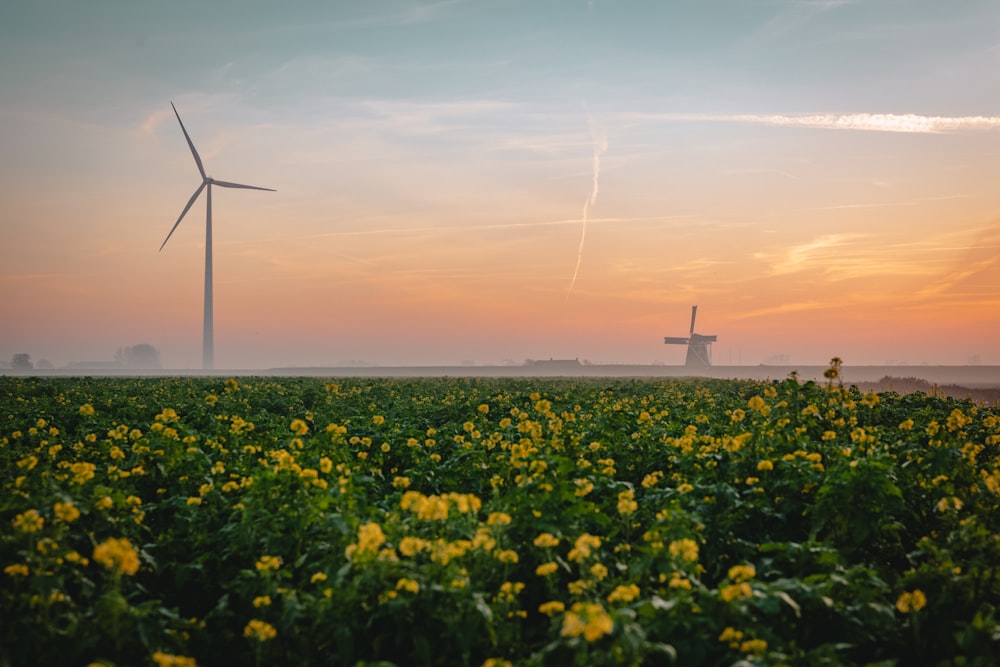 a field of yellow flowers with a windmill in the background