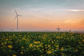 A picturesque landscape featuring a vast field of green plants with yellow flowers in the foreground. In the background, there is a modern wind turbine on the left side and a traditional windmill on the right. The sky is painted with hues of orange and blue, suggesting a serene sunset or sunrise.