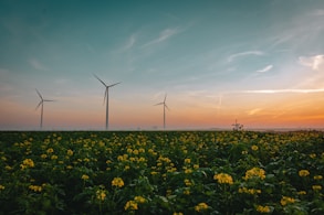 a field of yellow flowers with wind turbines in the background