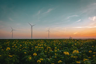 a field of yellow flowers with wind turbines in the background
