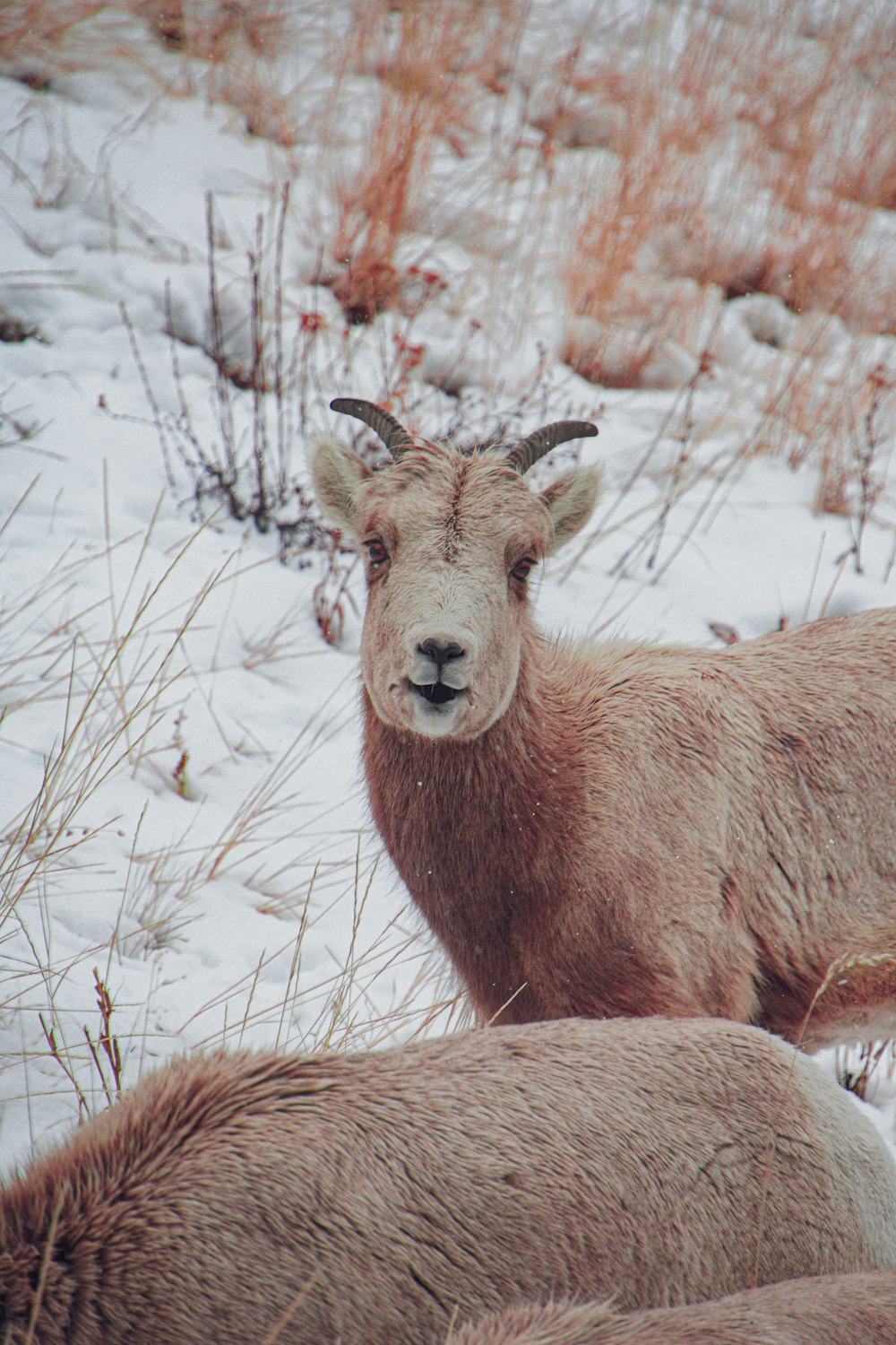 a couple of animals that are standing in the snow