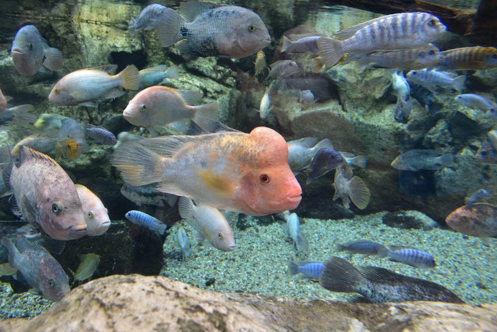 a large group of fish swimming in an aquarium