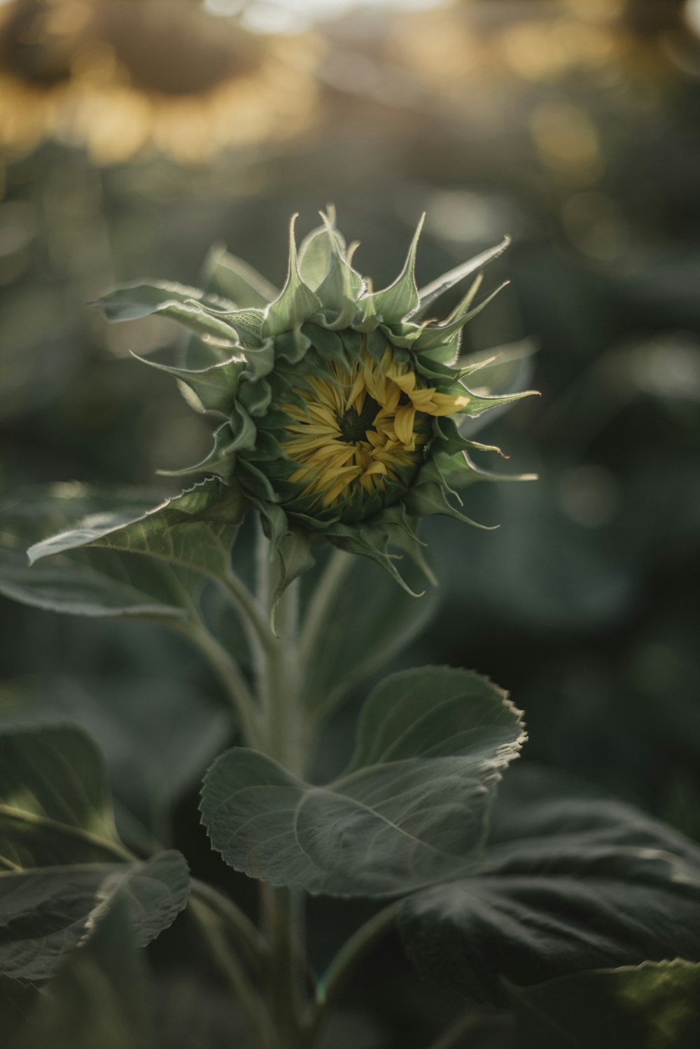 a close up of a sunflower in a field
