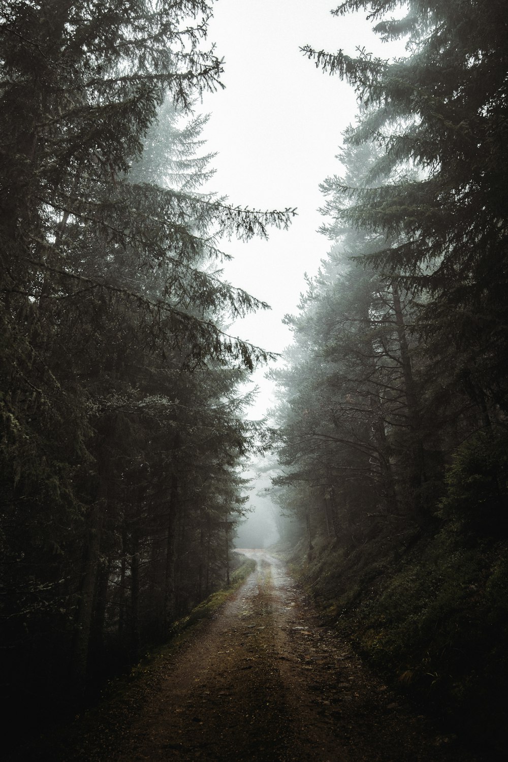 a dirt road surrounded by tall pine trees