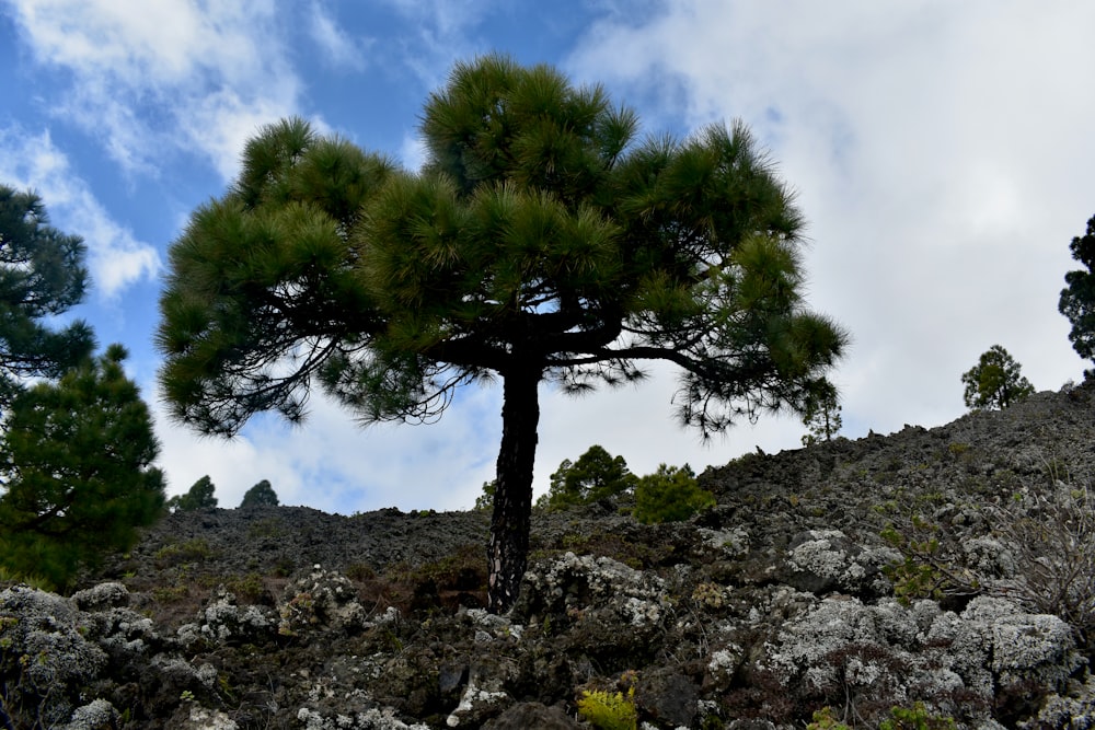 a lone pine tree on a rocky hillside