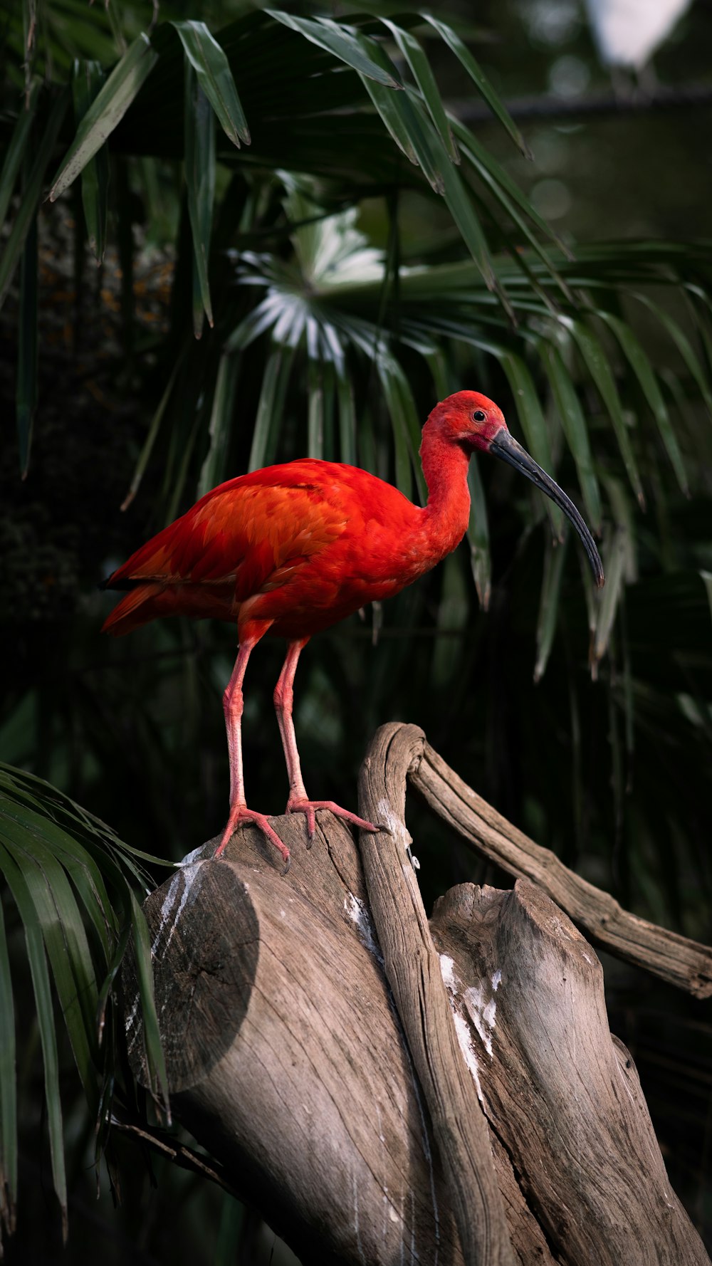 a red bird standing on top of a tree branch