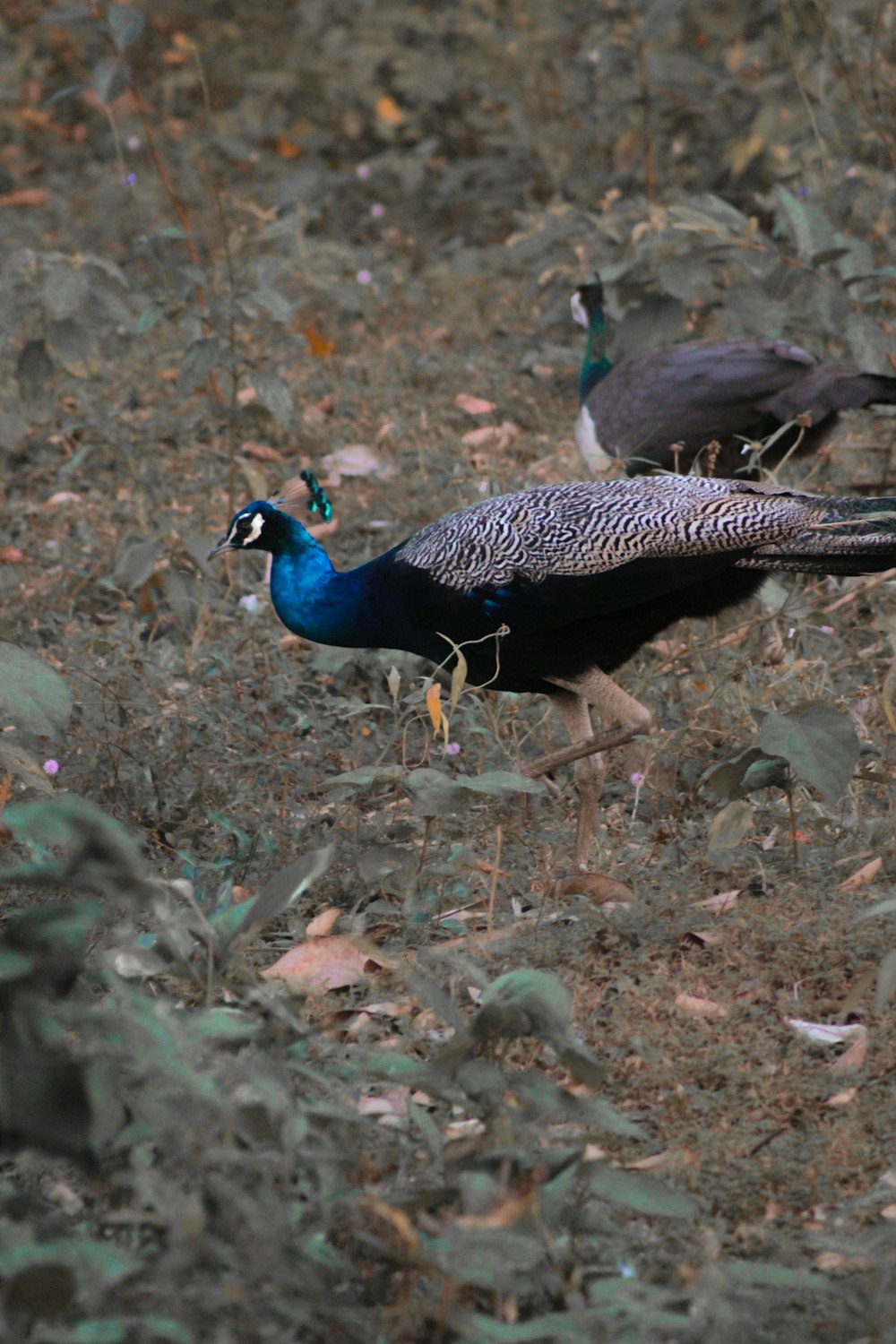 a couple of birds that are standing in the grass