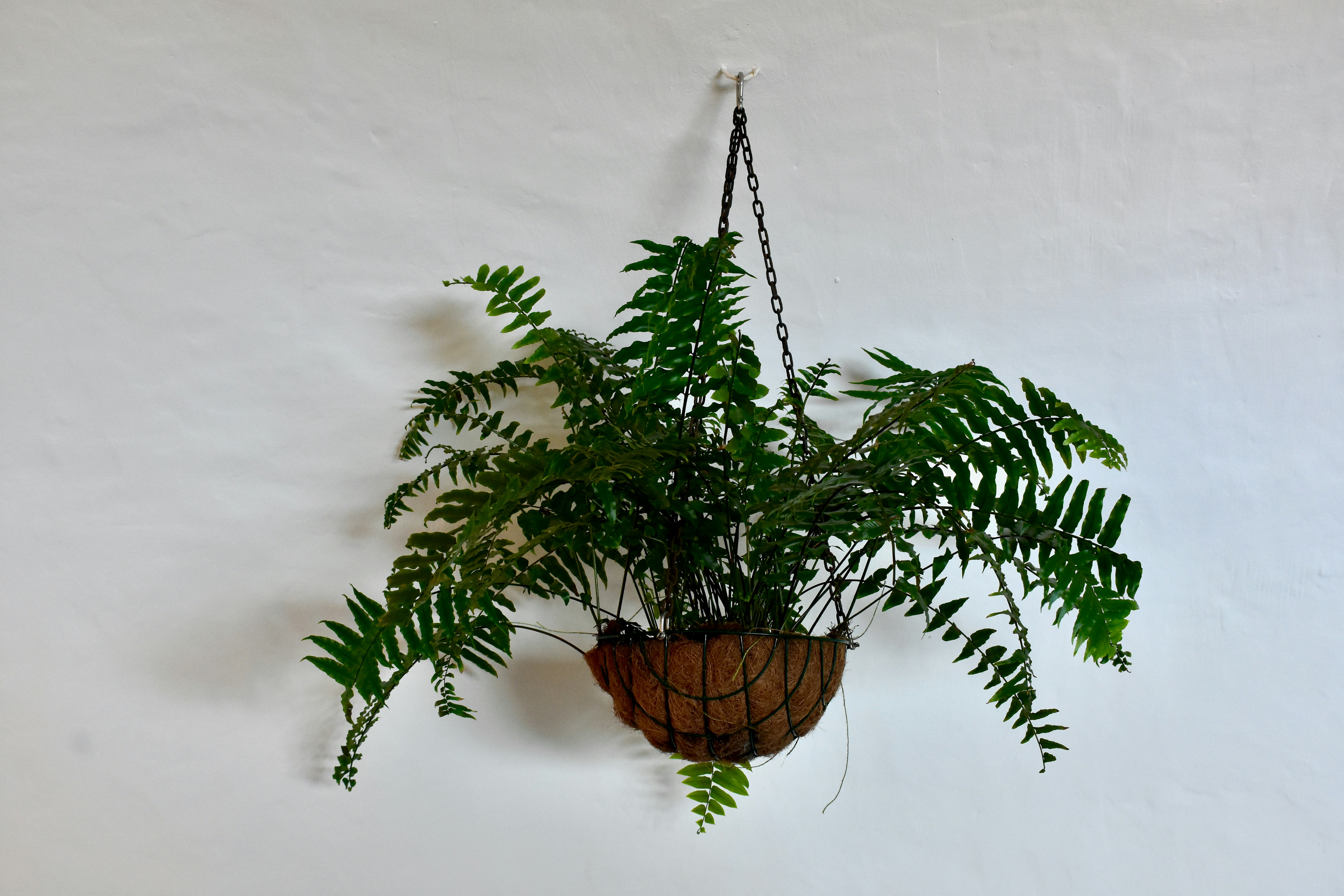 Green fern in the suspension basket in Front of a white Wall, Weiße Wand mit grünem Farn als Hängepflanze