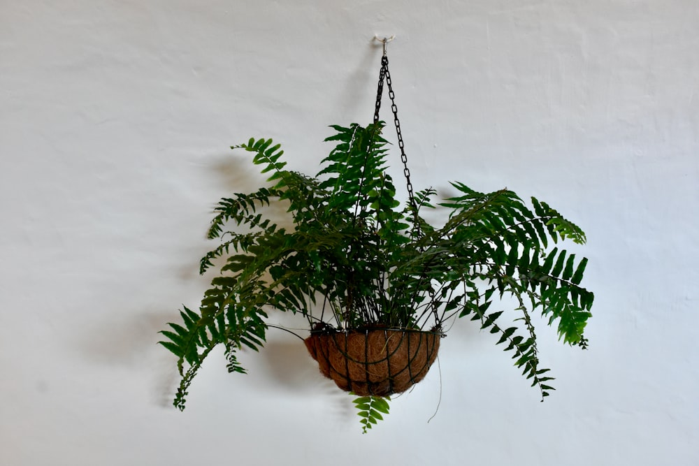 a potted plant hanging on a wall