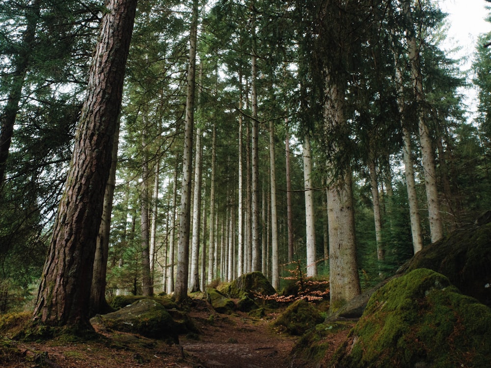 a path through a forest with lots of tall trees