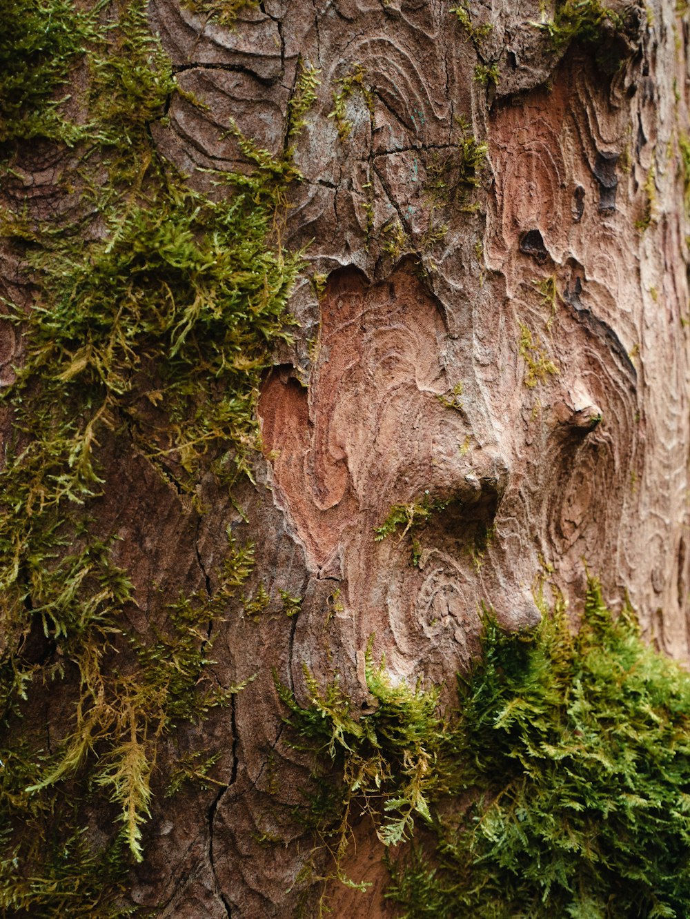 a close up of a tree trunk with moss growing on it