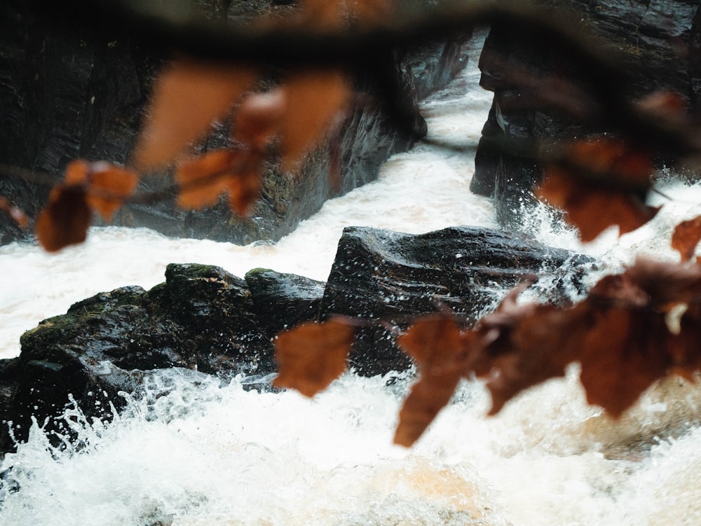 a bear is standing on a rock in the water