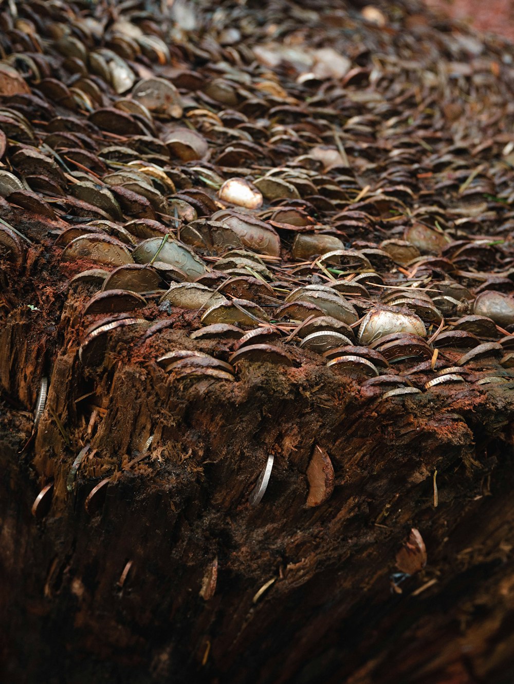 a pile of coins sitting on top of a tree stump