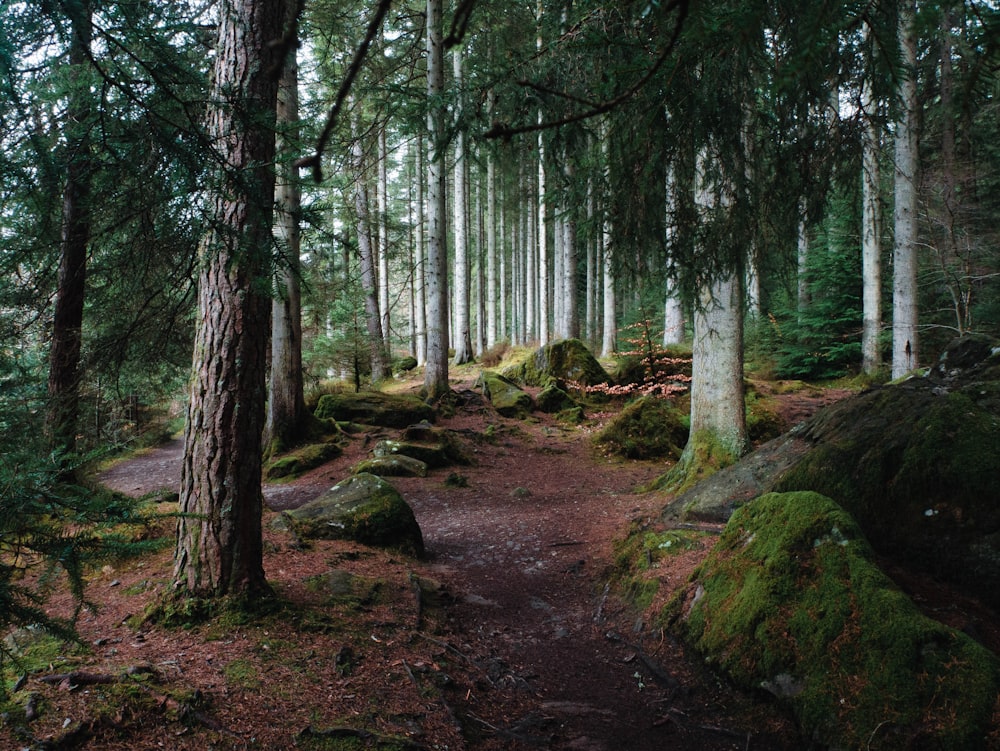 a path in a forest with mossy rocks and trees