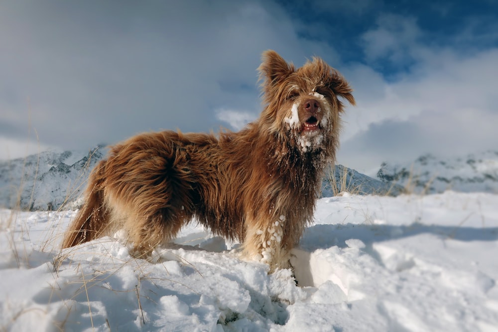 a brown dog standing on top of snow covered ground