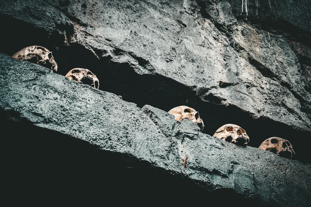 a group of skulls sitting on top of a rock