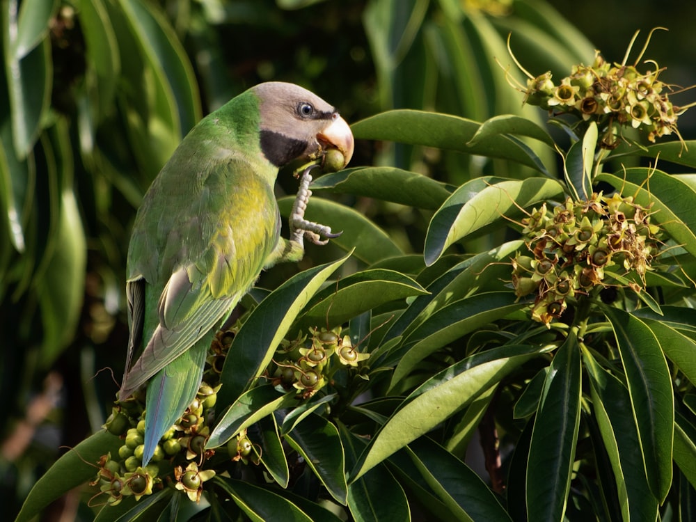 a green parrot perched on top of a tree