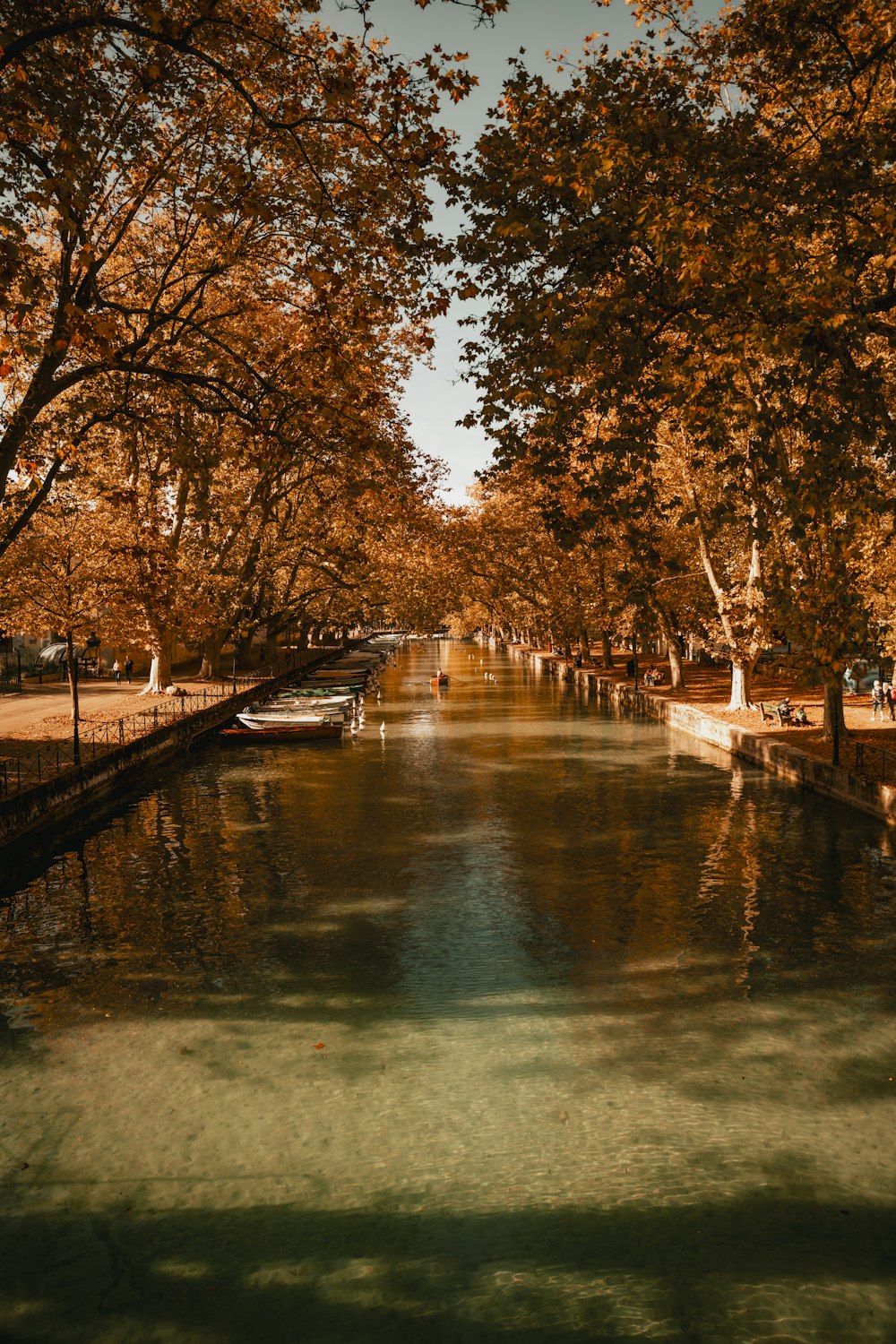 une rivière qui traverse un parc rempli de nombreux arbres