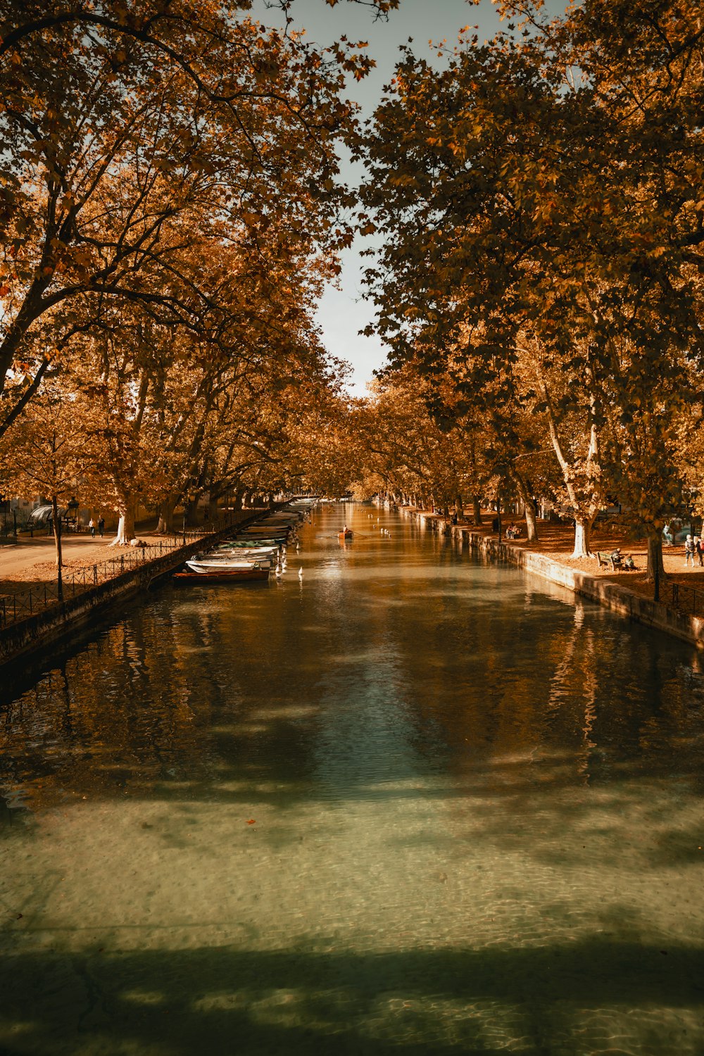 a river running through a park filled with lots of trees