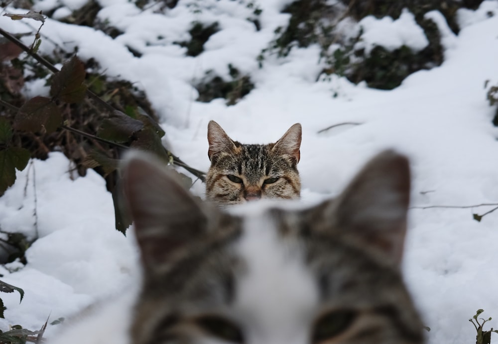 two cats looking at each other in the snow