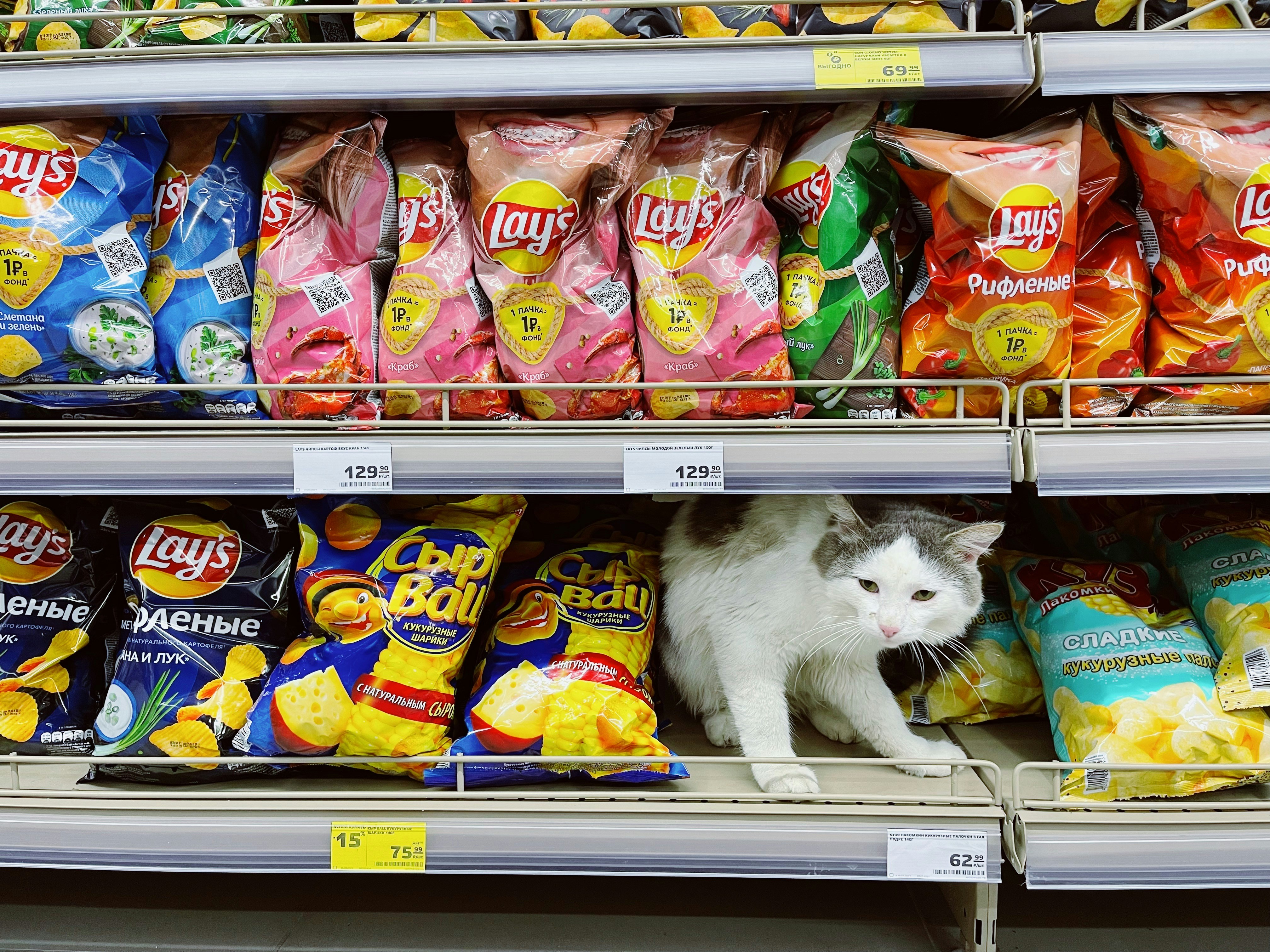 Las Mejores Marcas de Comida para Gatos: Salud y Calidad a Buen Precio