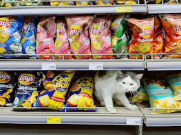 Packaging of Calabaza Pets cat litter displayed on a shelf.