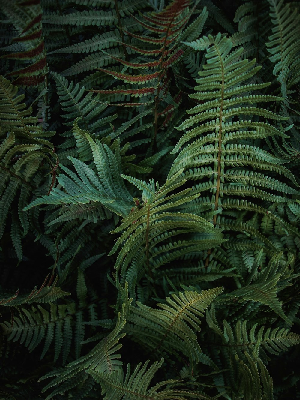 a close up of a bunch of green plants