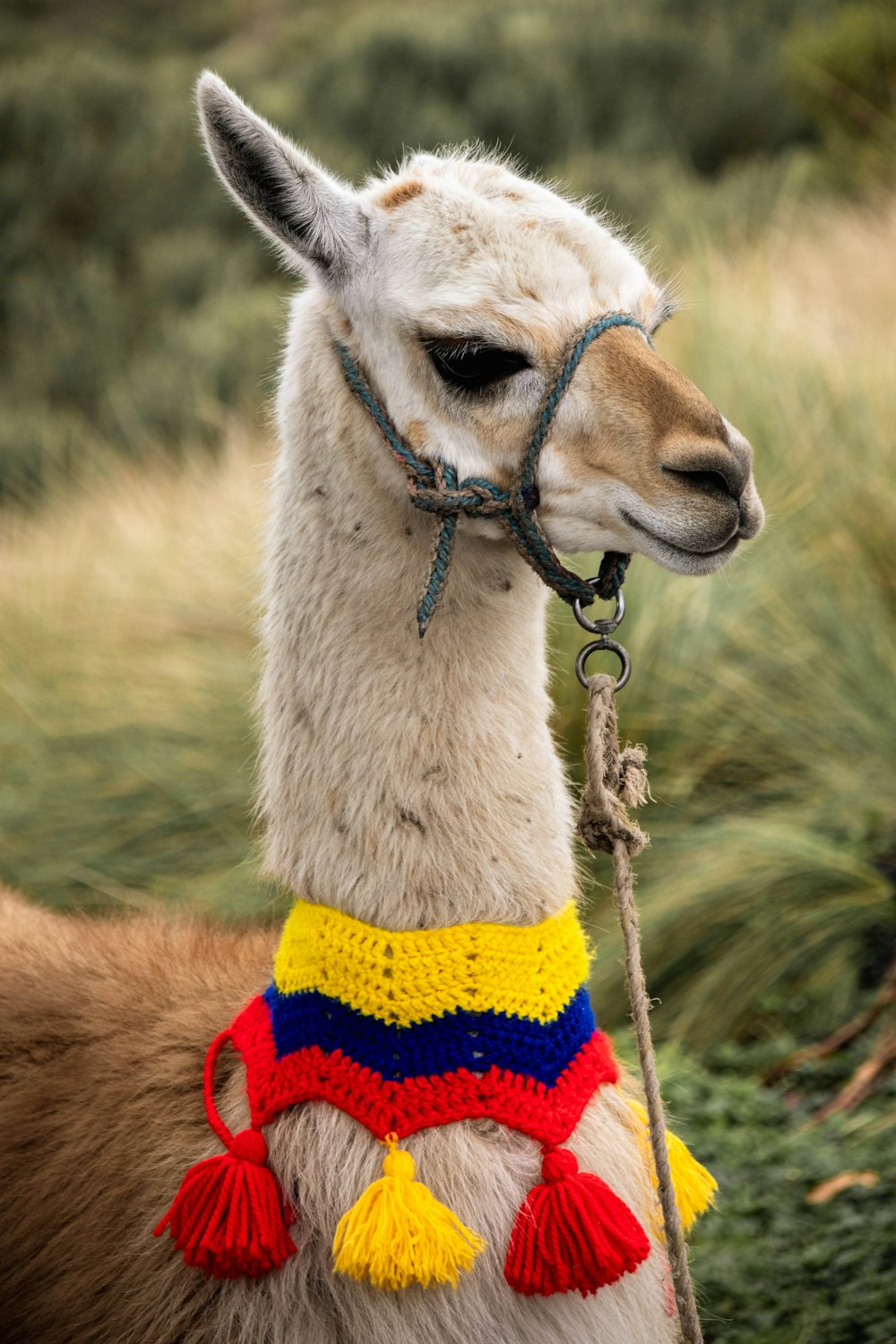a llama wearing a colorful hat and scarf