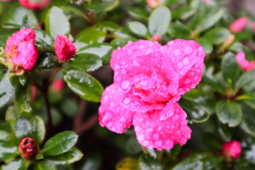 a pink flower with water droplets on it