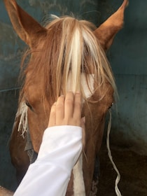 A person's hand gently pets the forehead of a chestnut horse with a white stripe down its face, set against a dark blue background.