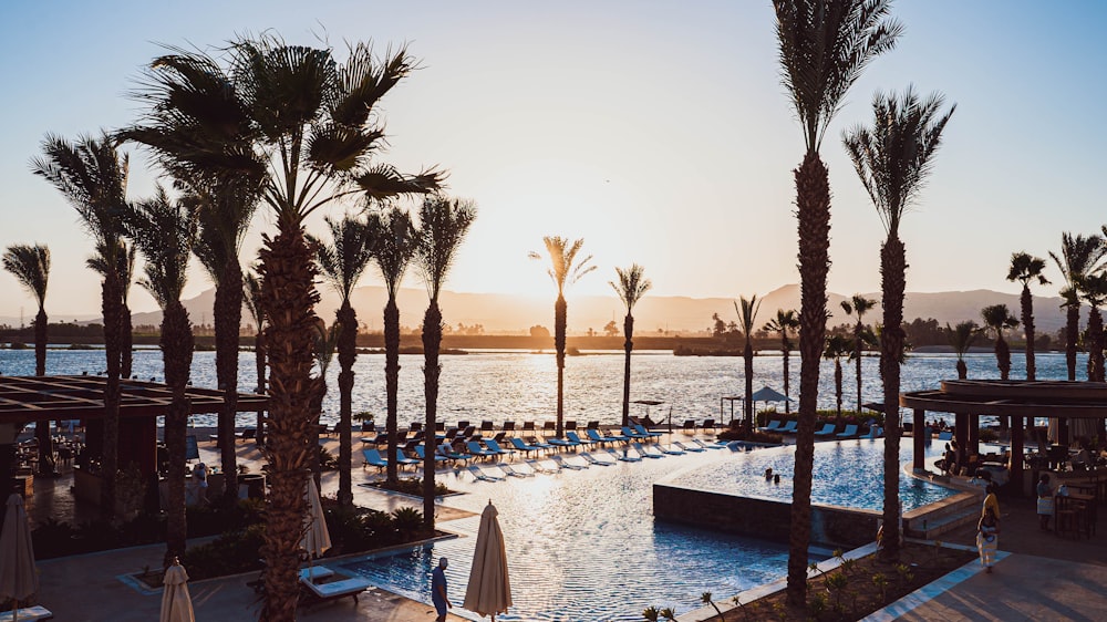 a pool surrounded by palm trees next to the ocean