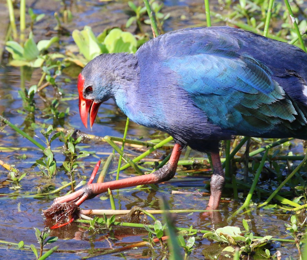 a blue bird with a red beak standing in the water